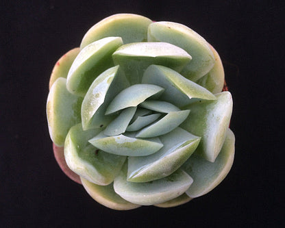 Echeveria potosina