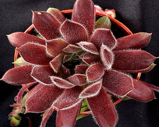 Sempervivum 'Pink Puff'