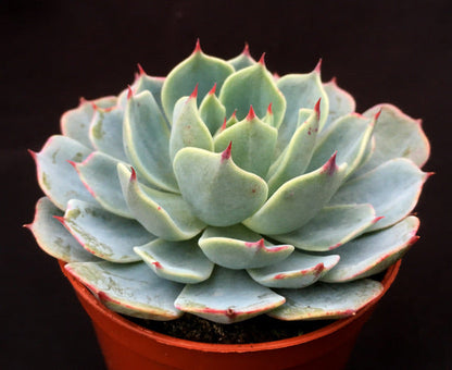 Echeveria pumila var. glauca