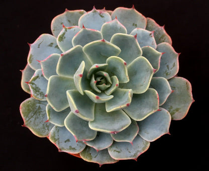 Echeveria pumila var. glauca