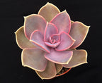Echeveria 'Purple Pearl'
