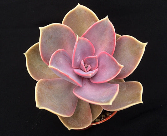 Echeveria 'Purple Pearl'