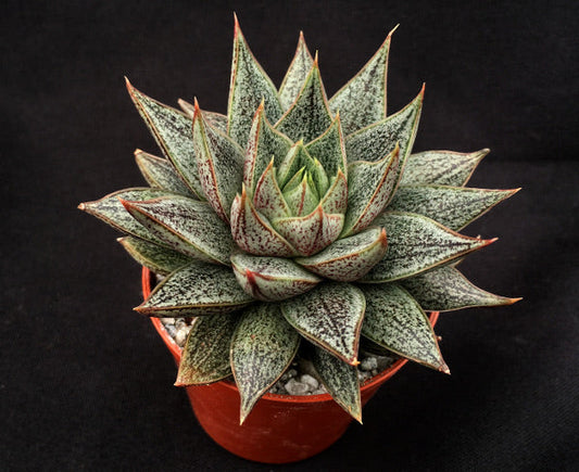 Echeveria 'Belle Etoile'