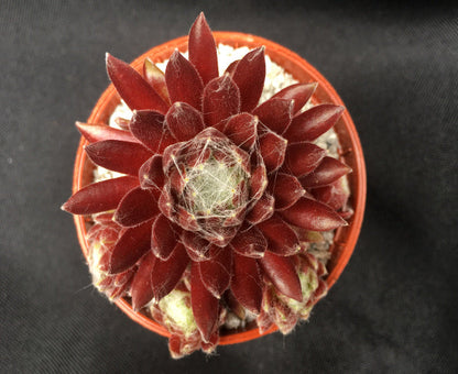 Sempervivum 'Red Delta'