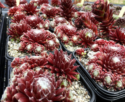 Sempervivum 'Red Delta'