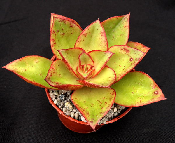 salsa succulent Echeveria 'Salsa Verde' – Surreal Succulents