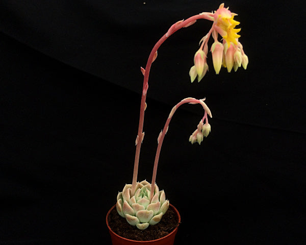 Echeveria sanchez-mejoradae