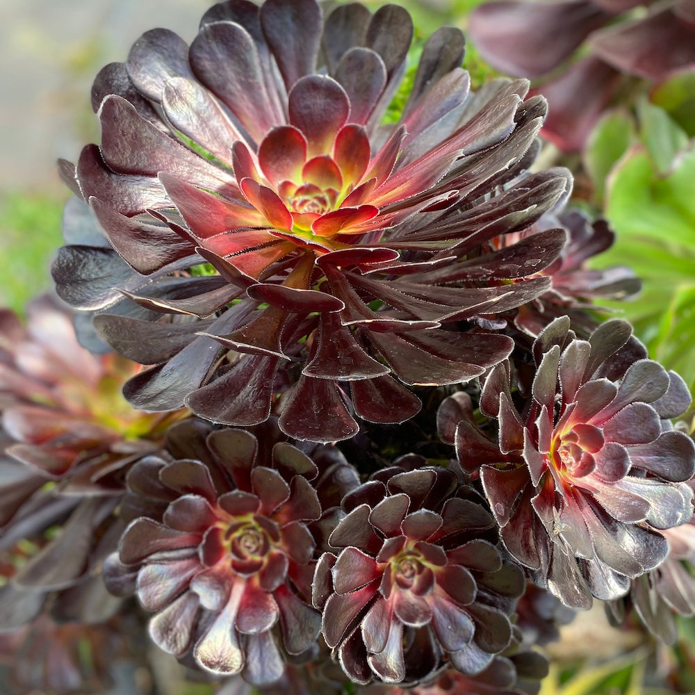dark succulent Aeonium 'Schwarzkopf' – Surreal Succulents