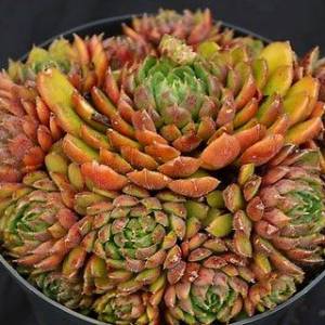 Echeveria 'Scorpio'