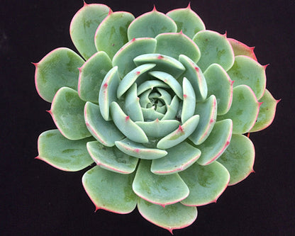 Echeveria secunda ISI 2001-30