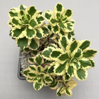 Sedum takesimense 'Atlantis'