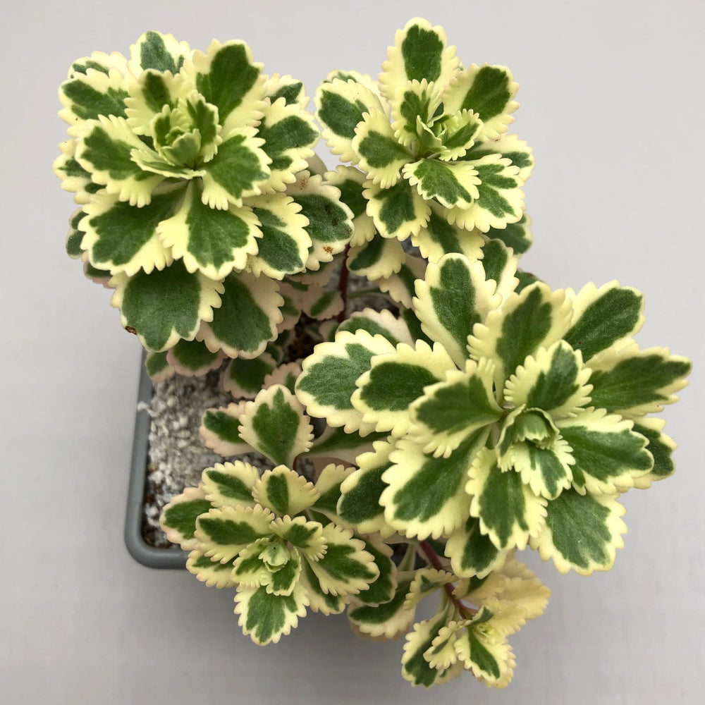 Sedum takesimense 'Atlantis'