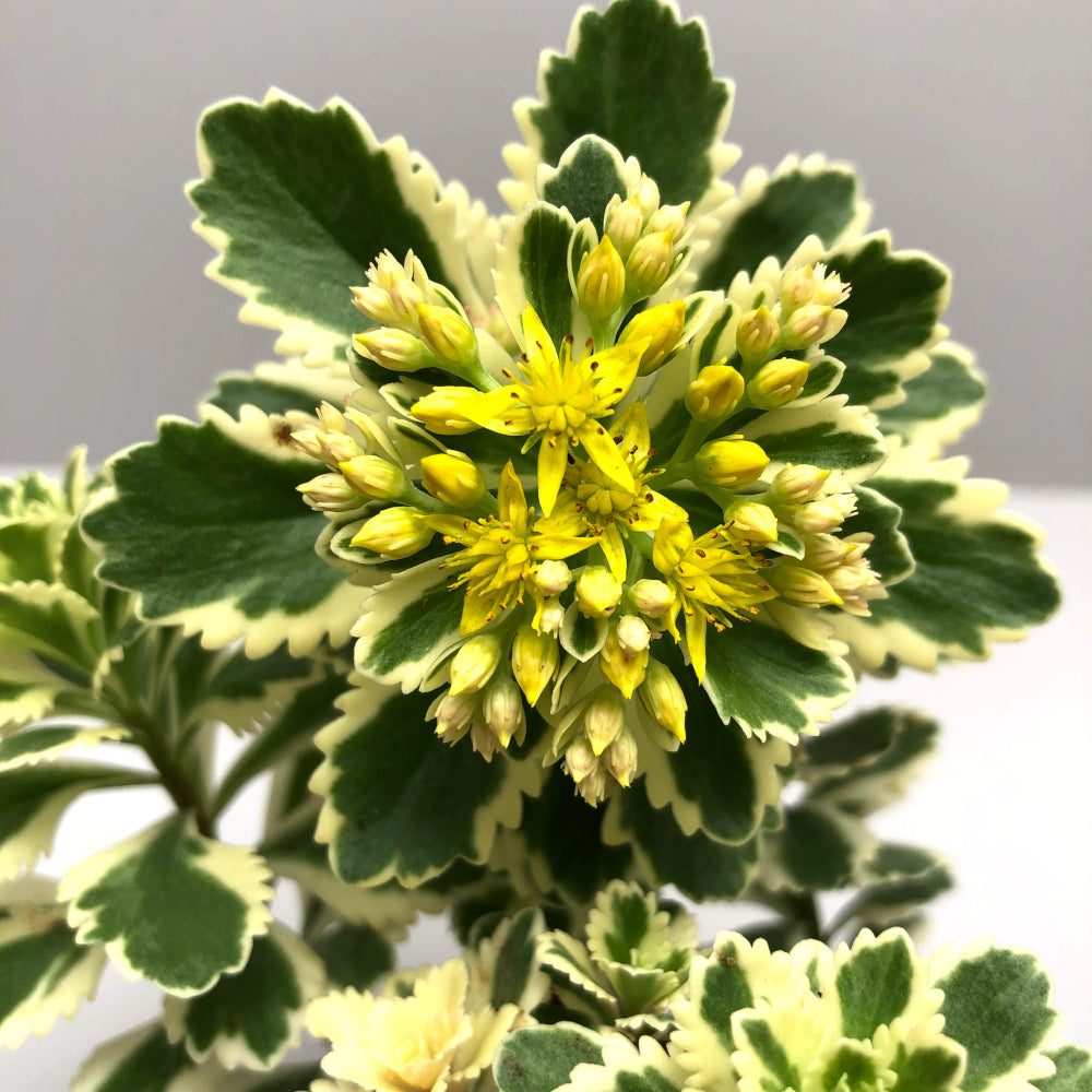 Sedum takesimense 'Atlantis'