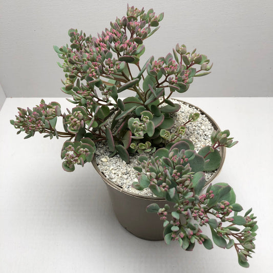 Sedum cauticola 'Coca-Cola'