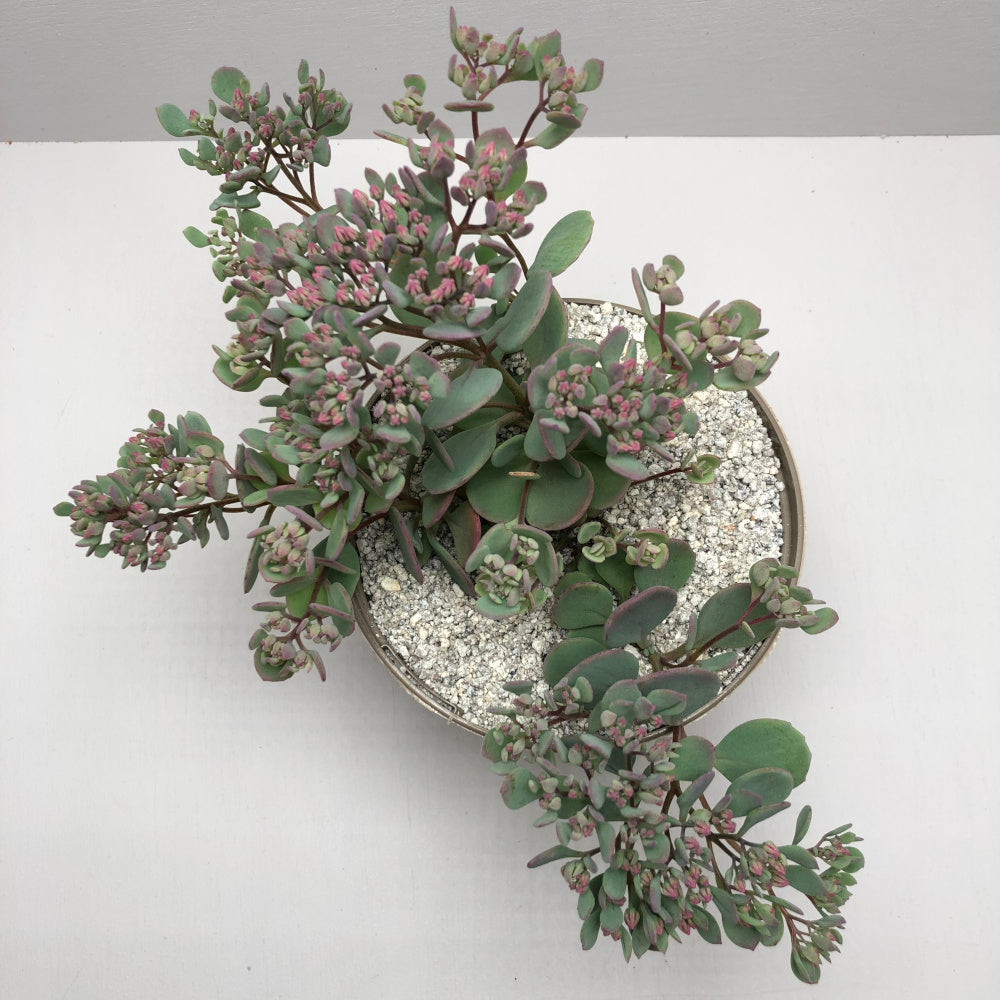 Sedum cauticola 'Coca-Cola'
