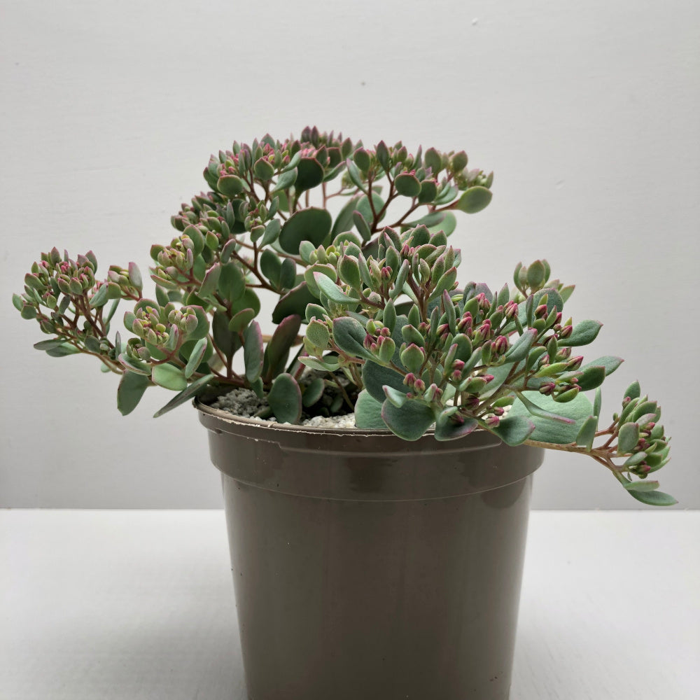 Sedum cauticola 'Coca-Cola'