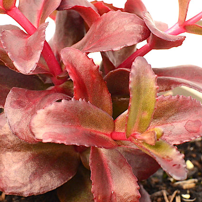 Sedum 'Dark Magic'