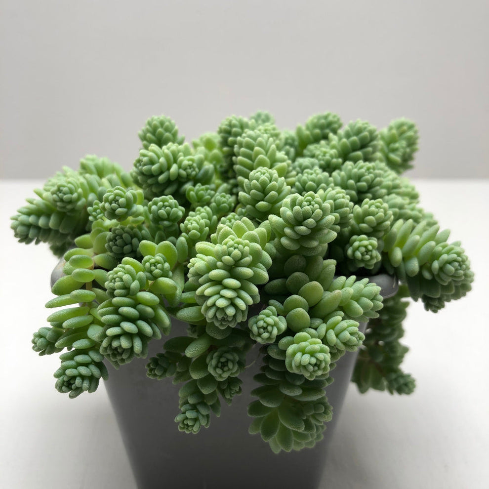 Sedum 'Silver Roses' – Surreal Succulents