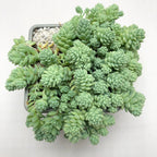 Sedum 'Silver Roses'