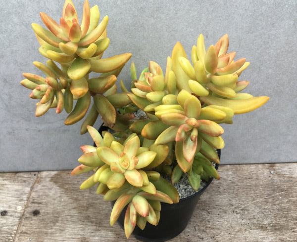 Sedum nussbaumerianum