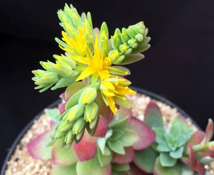 Sedum palmeri