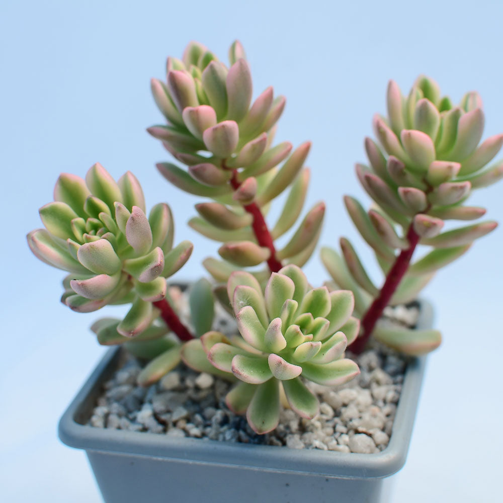 Sedum 'Joyce Tulloch' variegata
