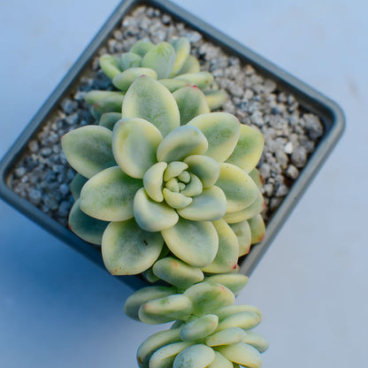 Sedum clavatum f. variegata