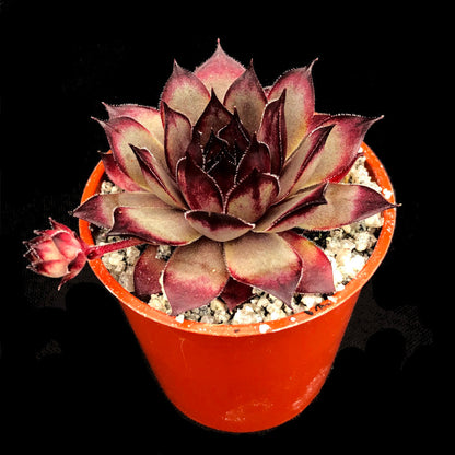 Sempervivum 'Blade of Steel'