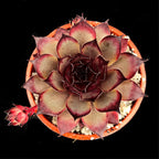 Sempervivum 'Blade of Steel'