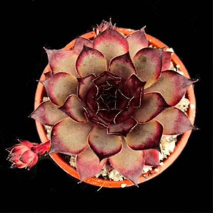 Sempervivum 'Blade of Steel'