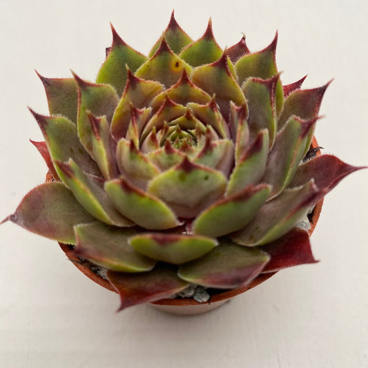 Sempervivum 'Feldmaier'