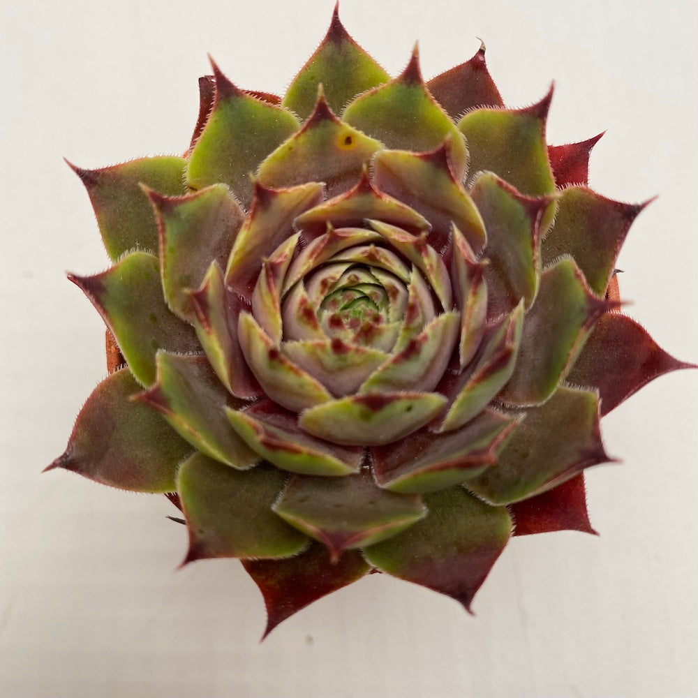 Sempervivum 'Feldmaier'