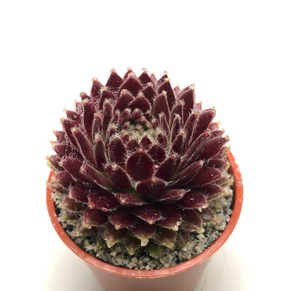 Sempervivum 'Funny'