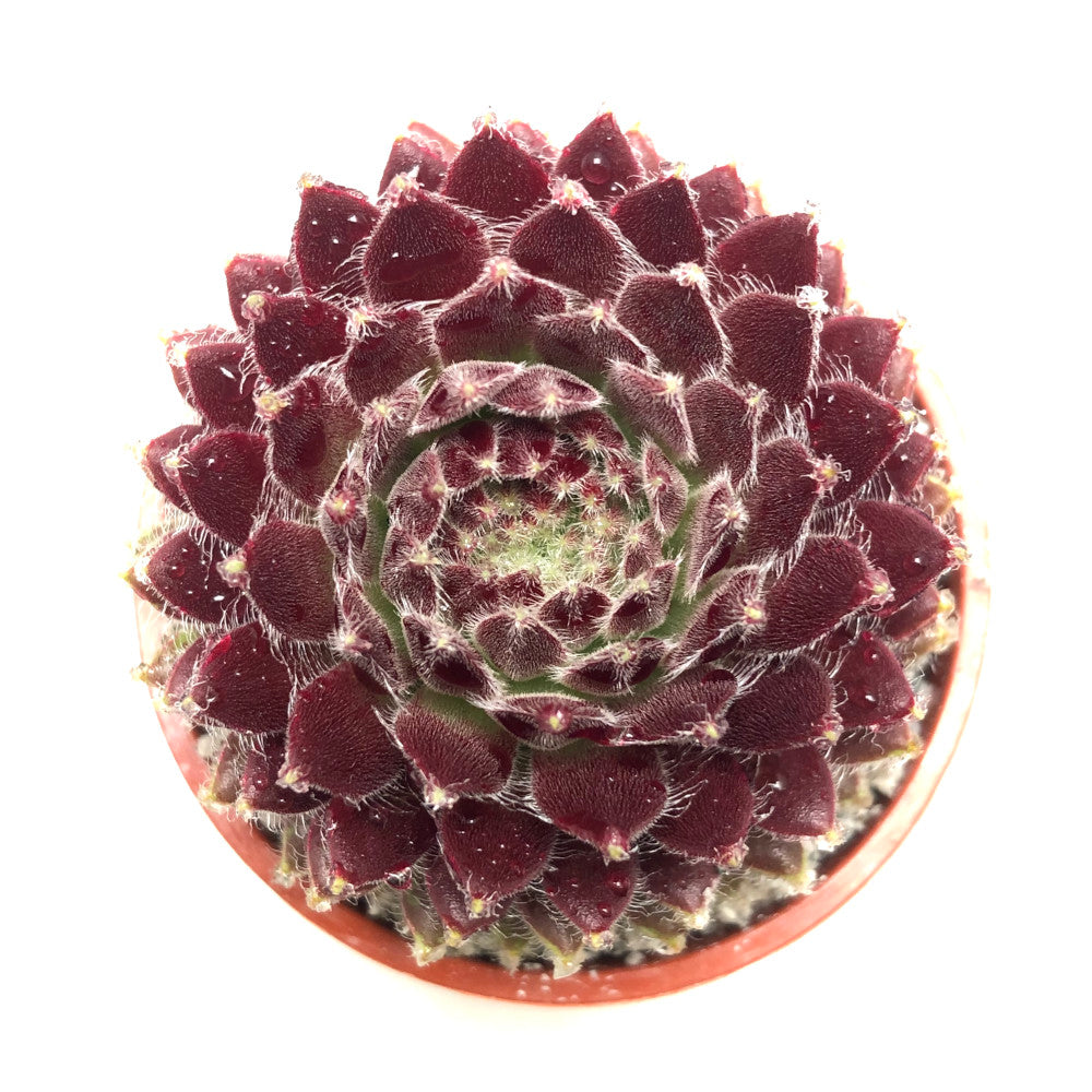 Sempervivum 'Funny'