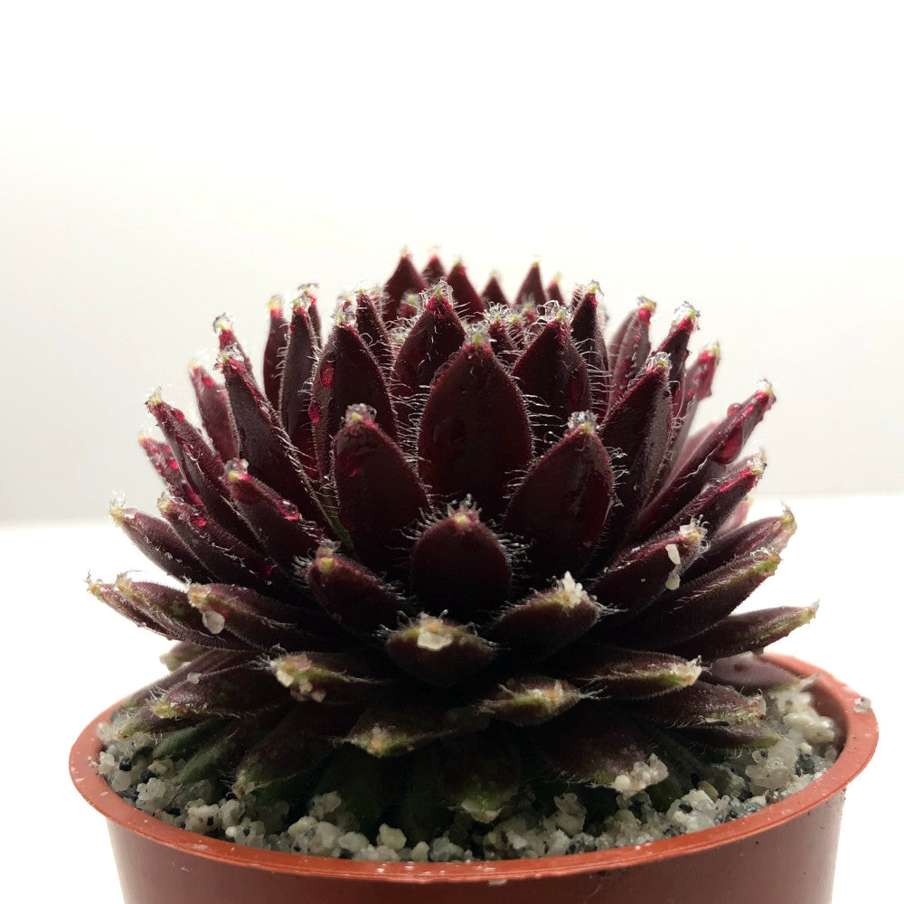 Sempervivum 'Funny'