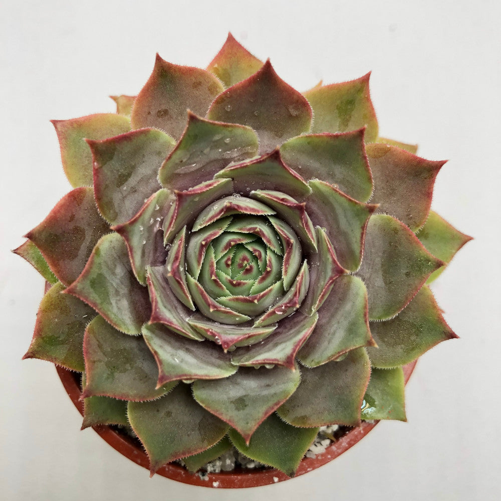 Sempervivum 'Lilac Time'