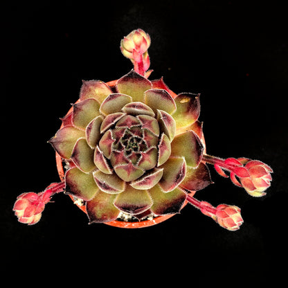 Sempervivum 'Seminole'