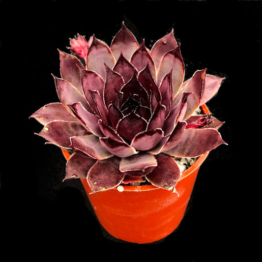 Sempervivum 'Virgil'