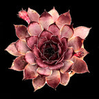 Sempervivum 'Virgil'
