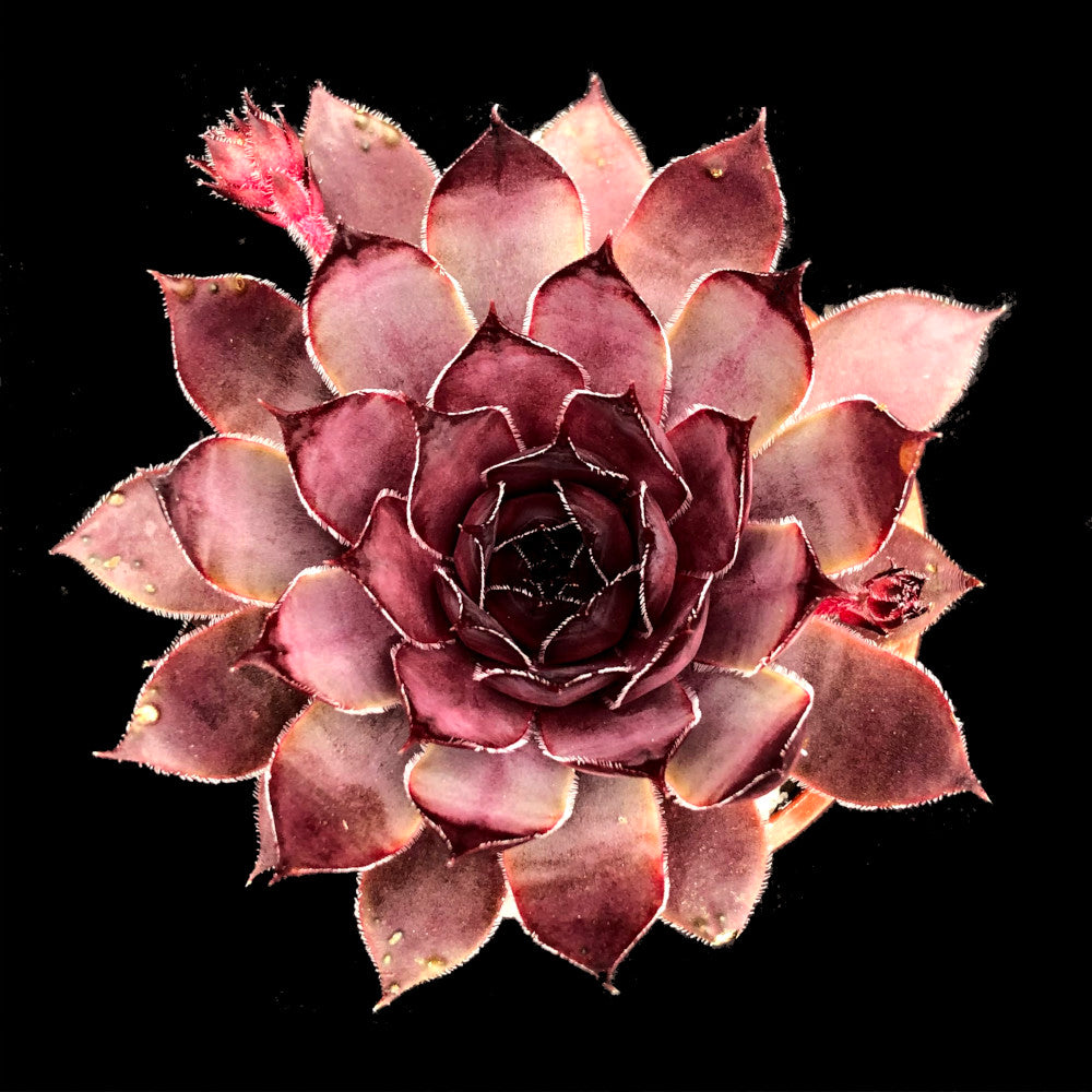 Sempervivum 'Virgil'