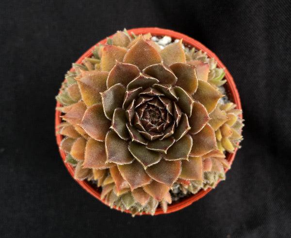 Sempervivum 'Armageddon'