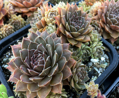 Sempervivum 'Armageddon'