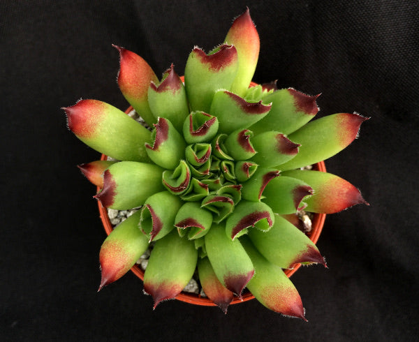 Sempervivum 'Oddity'