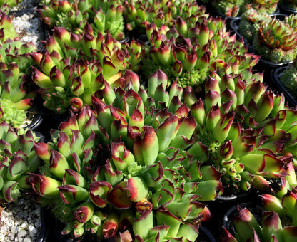 Sempervivum 'Oddity'