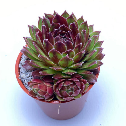 Sempervivum tectorum 'Tokajense'