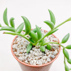 Curio radicans | String of Bananas