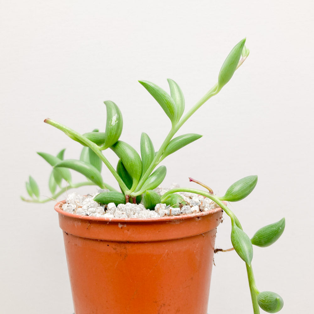 Curio radicans (String of Bananas)