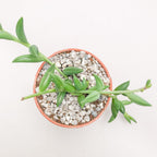 Curio radicans | String of Bananas