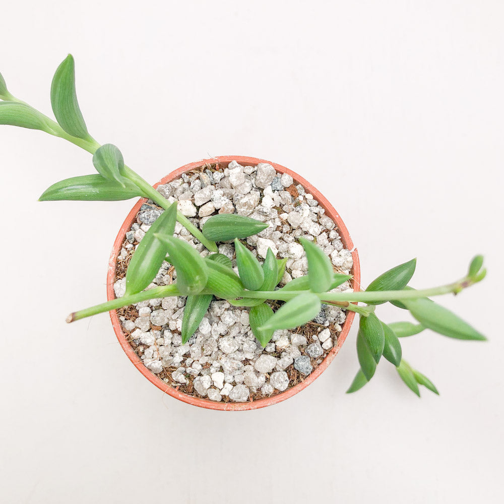 Curio radicans | String of Bananas