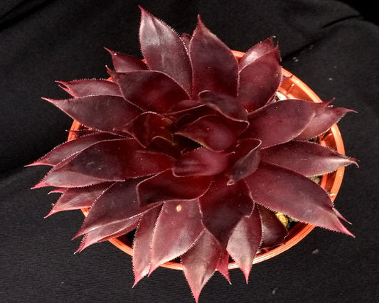 Sempervivum 'Shock Waves'